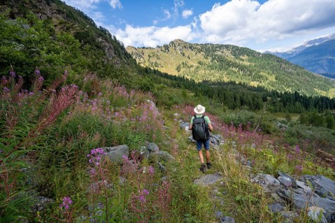 Mountaineer on a hiking trail between flowers, mountain landscape with green meadows, purple