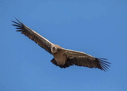 Griffon vulture (Gyps fulvus), Monfraguee National Park, Extremadura, Castilla La Mancha, Spain,