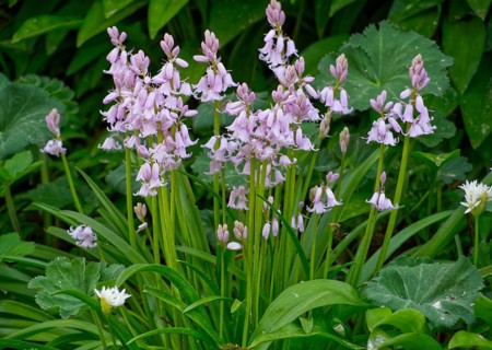 Spanish bluebell (Hyacinthoides hispanica)
