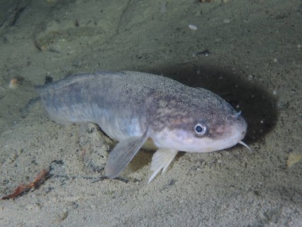 A greyish fish with a broad snout, burbot (Lota lota), rudd, on the sandy lake bottom. Dive site