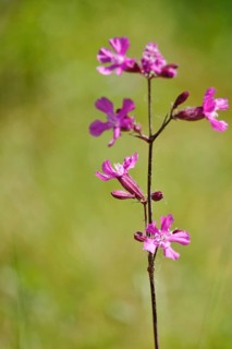 Pechnelke (Lychnis viscaria), May, Germany, Europe