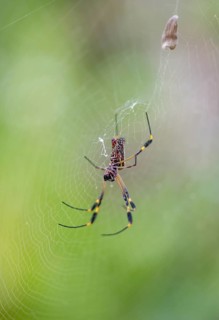 Golden silk spider (Nephila clavipes) sitting in its web, Tortuguero National Park, Costa Rica,