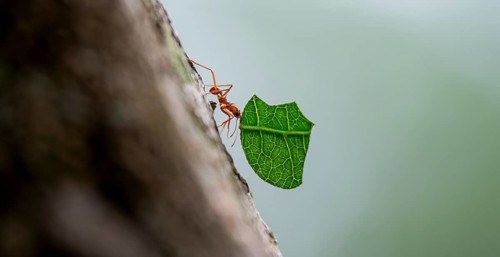 Leaf-cutter ant (Atta cephalotes) carrying a piece of leaf, rainforest, Tortuguero National Park,