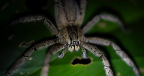 Getazi comb spider or Getazi banana spider (Cupiennius tazi) sitting on a banana leaf at night,