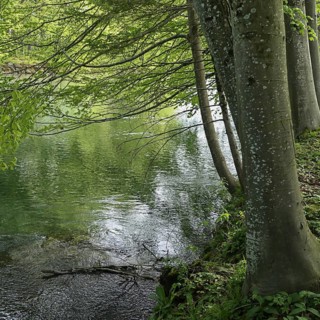 A peaceful river surrounded by trees with green leaves in a quiet forest. Alpine river with old