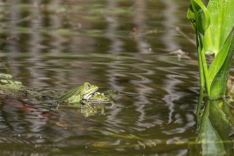 Green frogs (Rana esculenta), Emsland, Lower Saxony, Germany, Europe