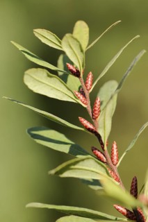 Bog myrtle (Myrica gale), North Rhine-Westphalia, Germany, Europe