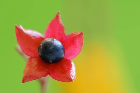 Japanese clerodendrum or Chinese clerodendrum (Clerodendrum trichotomum), fruiting stem, native to