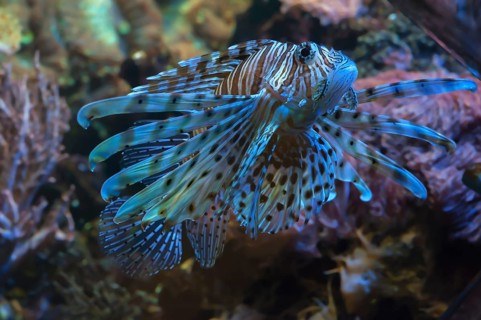 Pacific red lionfish (Pterois volitans) in the aqurium of Nuremberg Zoo, Nuremberg, Middle