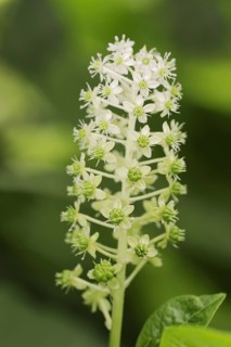 Indian poke (Phytolacca acinosa), inflorescence, ornamental plant, North Rhine-Westphalia, Germany,
