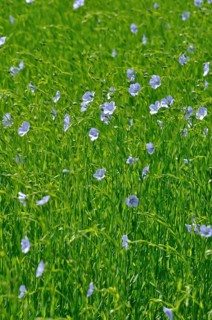 Flowering flax field