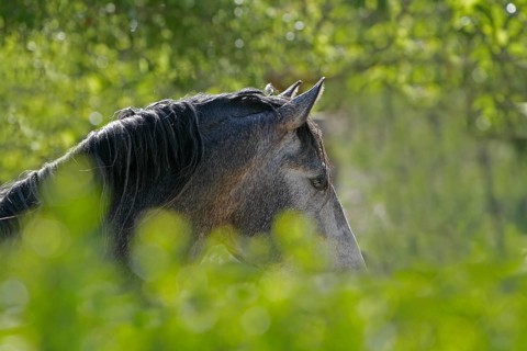Andalusian, Andalusian horse, Antequera, Andalusia, Spain, Europe