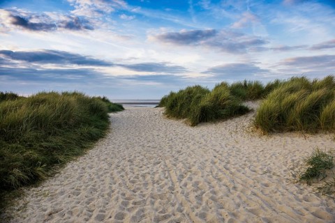 Marram grass (Ammophila arenaria) on dune and beach, Wadden Sea, Schillig, Wangerland, East Frisia,