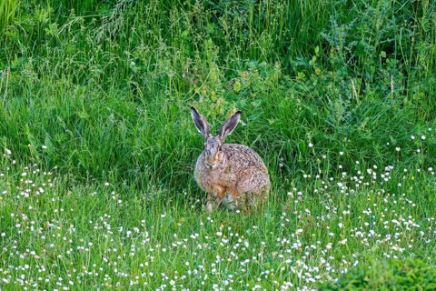 A hare European hare (Lepus europaeus) in a green meadow surrounded by grass and wildflowers,