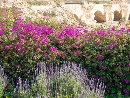Purple flowering plants in front of historical ruins with stone arches in the background, Purple