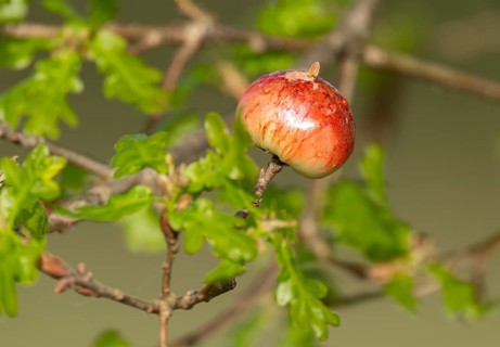 Gall, gall apple on oak (Quercus), Common oak gall wasp (Cynips quercusfolii), Lower Saxony,