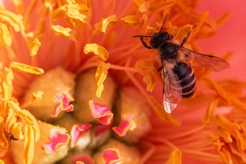 Common narrow-winged bee (Lasioglossum calceatum) in peony blossom, Emsland, Lower Saxony, Germany,