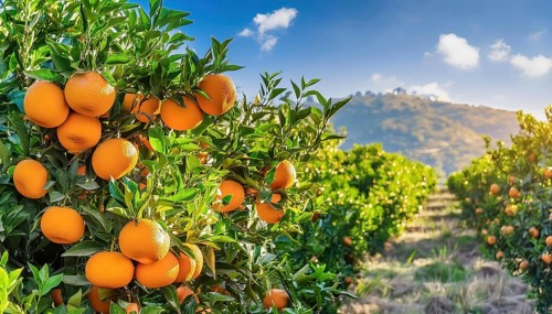 Extensive orange plantation with mountains and blue sky in the background, AI generated, AI