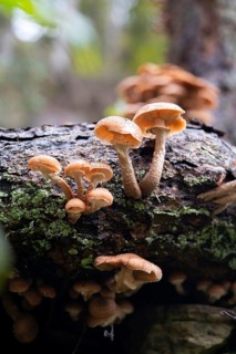 Honey fungus (Armillaria), large cluster of fruiting bodies next to a tree stump, Solingen, North