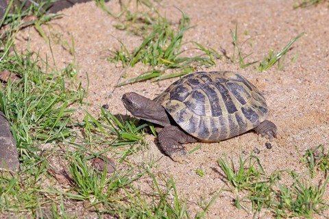 Hermann's tortoise (testudo hermanni), walking on sandy ground, captive, Rhineland-Palatinate,