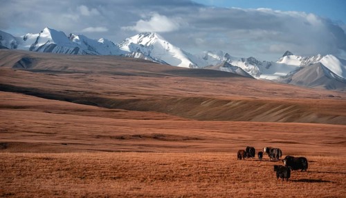 Glaciated and snow-covered mountains, yaks grazing on the plateau in autumnal mountain landscape