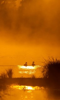 Greylag geese (Anser anser), morning mood, sunlight, backlight, water, Lower Austria