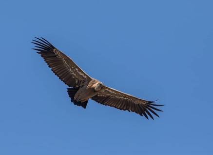 Griffon vulture (Gyps fulvus), Monfraguee National Park, Extremadura, Castilla La Mancha, Spain,