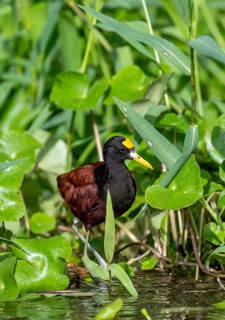 Northern jacana (Jacana spinosa), male among aquatic plants in the water, Tortuguero National Park,