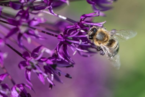 Honey bee (Apis mellifera) on ornamental leek (Allium aflatuense), Emsland, Lower Saxony, Germany,