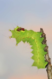 Indian luna moth (Actias selene), caterpillar, captive, occurrence in Asia
