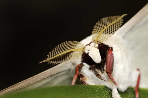 Indian luna moth (Actias selene), male, captive, occurrence in Asia