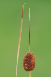 Small cattail or least bulrush (Typha minima), fruit stand, Austria, Europe