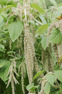 Garden foxtail amaranth (Amaranthus caudatus var. viridis), inflorescence, ornamental plant, North