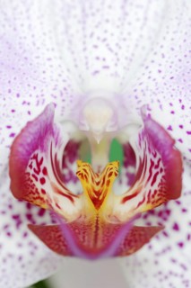 Butterfly orchid (Phalaenopsis), flower detail, houseplant, North Rhine-Westphalia, Germany, Europe
