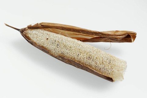 Sponge cucumber (Luffa aegyptiaca, Luffa cylindrica), fibrous interior of the ripe fruit, used as a