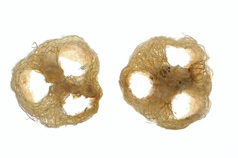 Sponge cucumber (Luffa aegyptiaca, Luffa cylindrica), fibrous interior of the ripe fruit, used as a