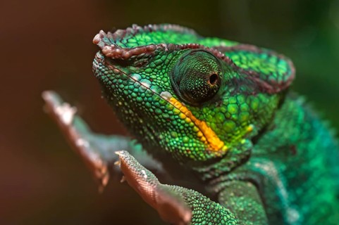 Panther Chameleon, terrarium in the Nuremberg Zoo, Nuremberg, Middle Franconia, Bavaria, Germany,