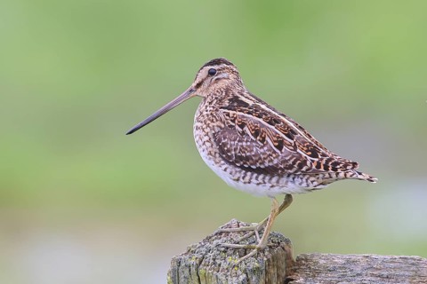 Common snipe (Gallinago gallinago), standing on a pasture fence, snipe birds, wildlife, Ochsenmoor,