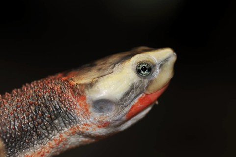 Red-bellied short-necked turtle (Emydura subglobosa), portrait, captive, occurrence in Australia