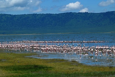 Lesser flamingos (Phoeniconaias minor) and Greater flamingos (Phoenicopterus roseus), Ngorongoro