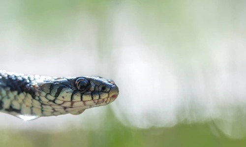 Barred grass snake (Natrix helvetica), close-up of head with water droplets on body, North