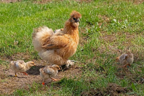 Silk hen with Wyandotte chick, hen, Wittorf, Samtgemeinde Bardowick, Lower Saxony, Germany, Europe