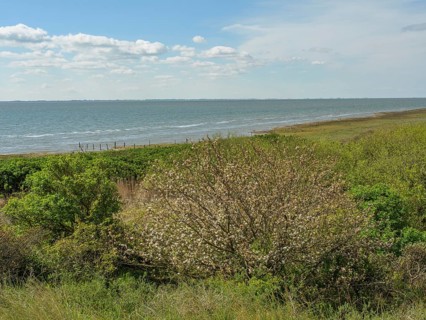 View of the sea, in the foreground green bushes and a wild coast under a blue sky with clouds, dune