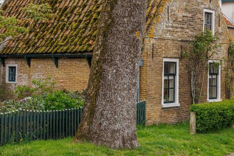 Rustic brick house with moss-covered tiled roof and a large tree in front, old houses with green