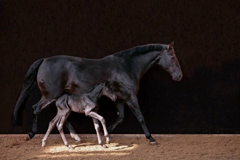 Hanoverian, mare with foal