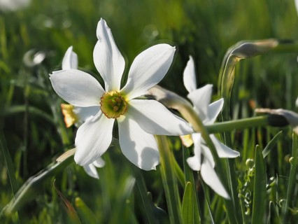 Star narcissus (Narcissus radiiflorus), near Irdning, Ennstal, Styria, Austria, Europe