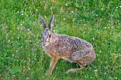 A brown hare (Lepus europaeus) seen from the front sitting in a green meadow surrounded by grazing