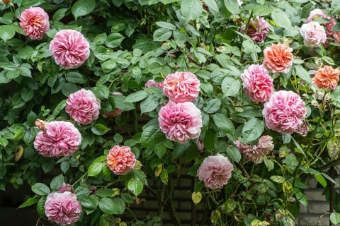 English shrub rose (Rosa), Emsland, Lower Saxony, Germany, Europe