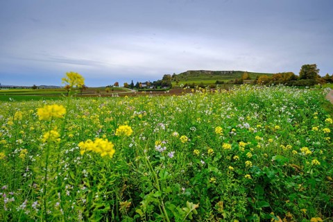 Goldberg, western edge of the Ries crater, Noerdlinger Ries, Ostalbkreis, Baden-Wuerttemberg,