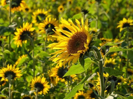 Vivid close-up of a sunflower in a huge sunflower field, blooming yellow sunflowers in a field with